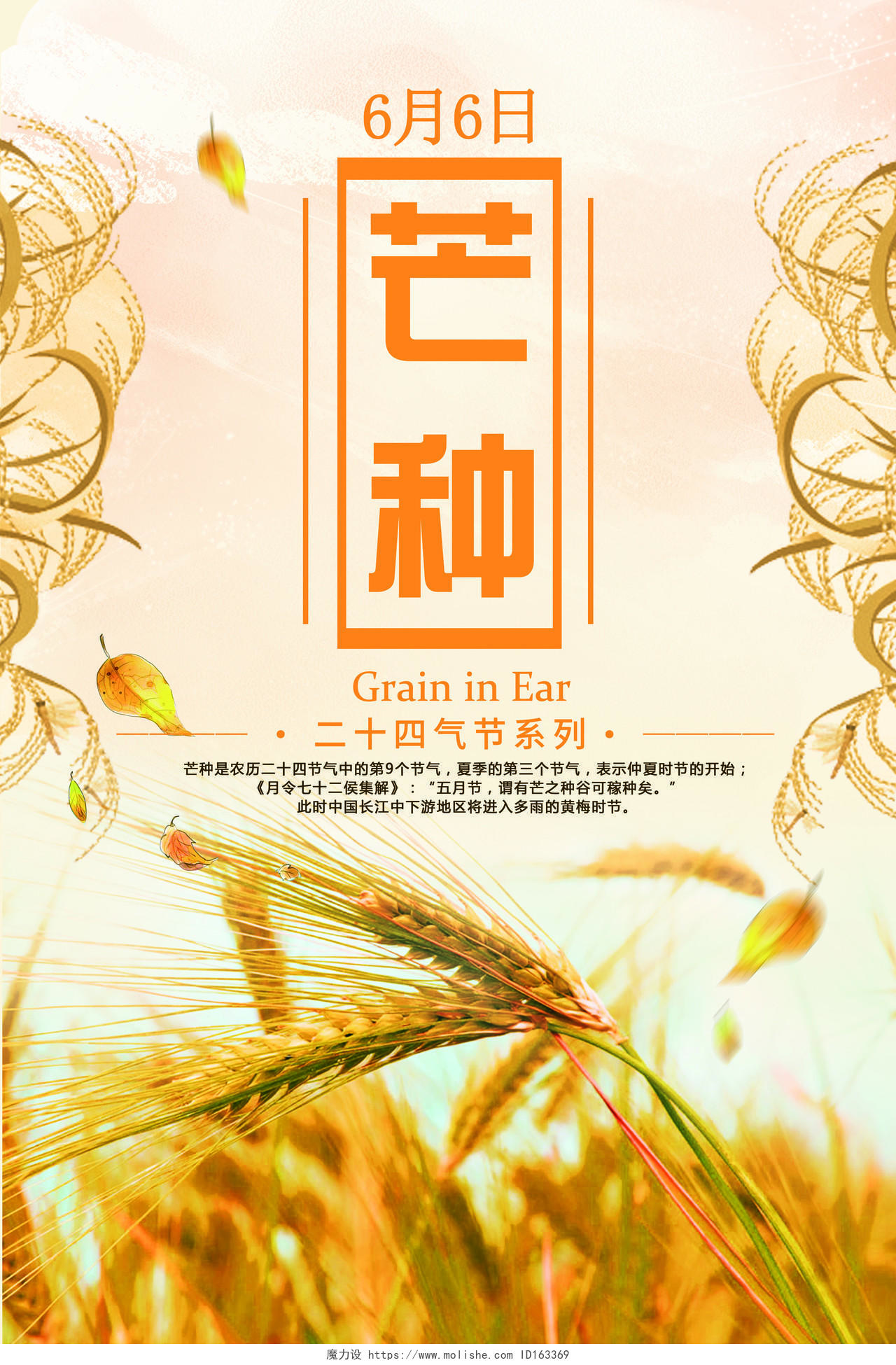 66六月六日芒种24节气二十四节气中国传统节日水稻小麦海报